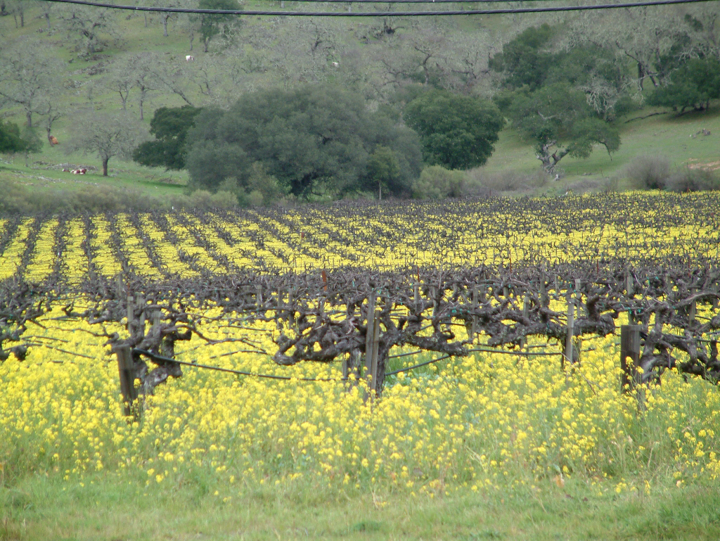 Vines in Sonoma County